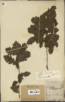 spécimen de Quercus pubescens