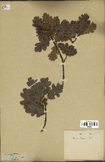 spécimen de Quercus pubescens