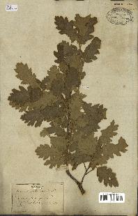 spécimen de Quercus pubescens