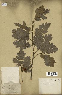 spécimen de Quercus pubescens