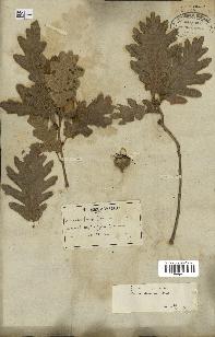 spécimen de Quercus pubescens