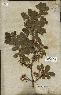 spécimen de Quercus pubescens