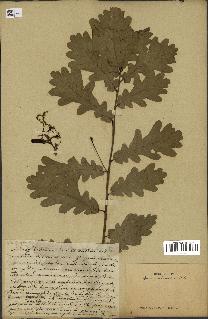 spécimen de Quercus robur