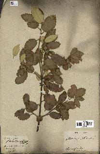 spécimen de Quercus ilex