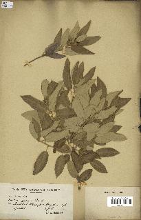 spécimen de Quercus ilex