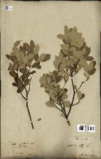 spécimen de Quercus ilex