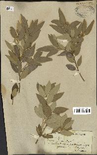 spécimen de Quercus ilex