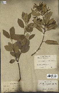 spécimen de Quercus ilex