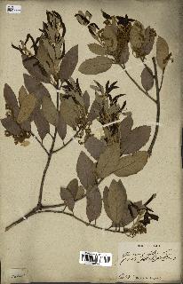 spécimen de Quercus ilex