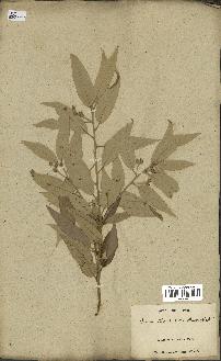 spécimen de Quercus ilex