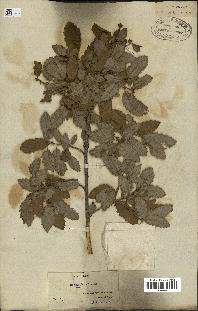 spécimen de Quercus faginea