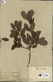 spécimen de Quercus faginea