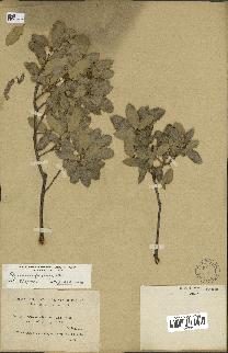 spécimen de Quercus faginea
