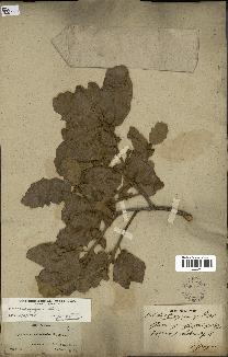 spécimen de Quercus faginea
