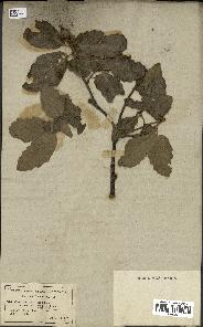 spécimen de Quercus faginea