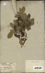 spécimen de Quercus faginea