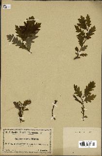 spécimen de Quercus sessiliflora