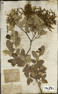 spécimen de Quercus ilex