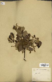 spécimen de Quercus ilex