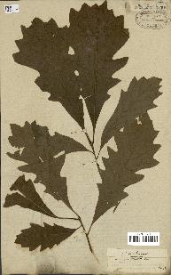 spécimen de Quercus macrocarpa