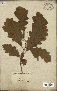 spécimen de Quercus macrocarpa