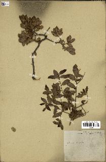 spécimen de Quercus coccifera