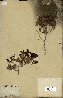 spécimen de Quercus coccifera