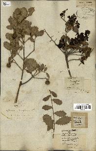 spécimen de Quercus coccifera