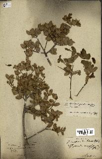 spécimen de Quercus coccifera