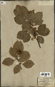 spécimen de Fagus sylvatica
