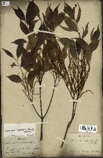 spécimen de Castanopsis cuspidata