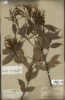 spécimen de Castanopsis cuspidata