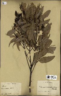 spécimen de Castanopsis cuspidata
