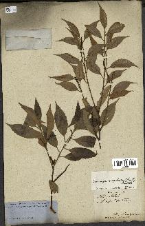 spécimen de Castanopsis cuspidata
