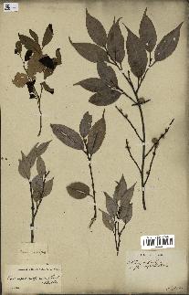 spécimen de Castanopsis cuspidata
