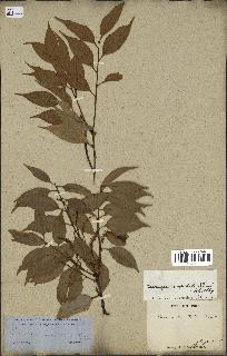 spécimen de Castanopsis cuspidata