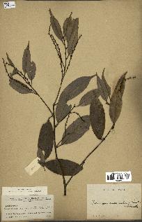 spécimen de Castanopsis cuspidata