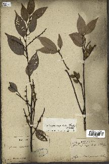 spécimen de Castanopsis cuspidata