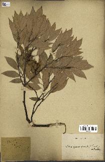 spécimen de Castanopsis cuspidata