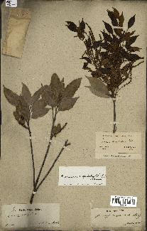 spécimen de Castanopsis cuspidata