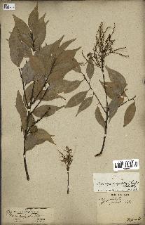spécimen de Castanopsis cuspidata