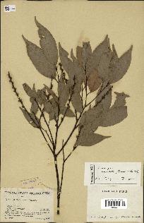 spécimen de Castanopsis cuspidata