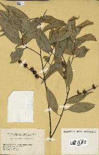 spécimen de Castanopsis cuspidata