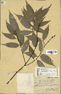 spécimen de Castanopsis cuspidata