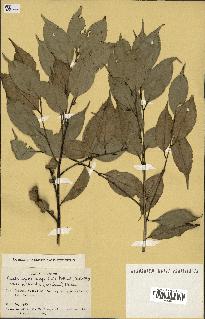 spécimen de Castanopsis cuspidata