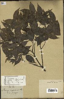spécimen de Castanopsis cuspidata