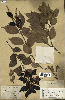 spécimen de Castanopsis cuspidata