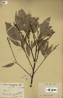 spécimen de Castanopsis cuspidata