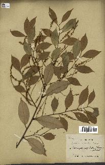 spécimen de Castanopsis cuspidata