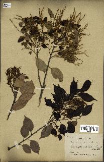 spécimen de Castanopsis cuspidata